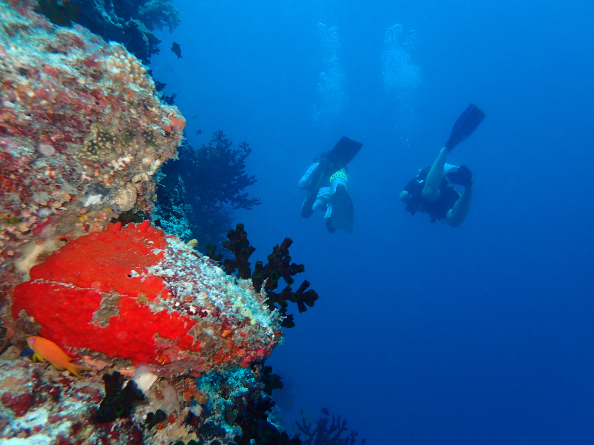 Tauchen am Hausriff des The Nautilus Maldives