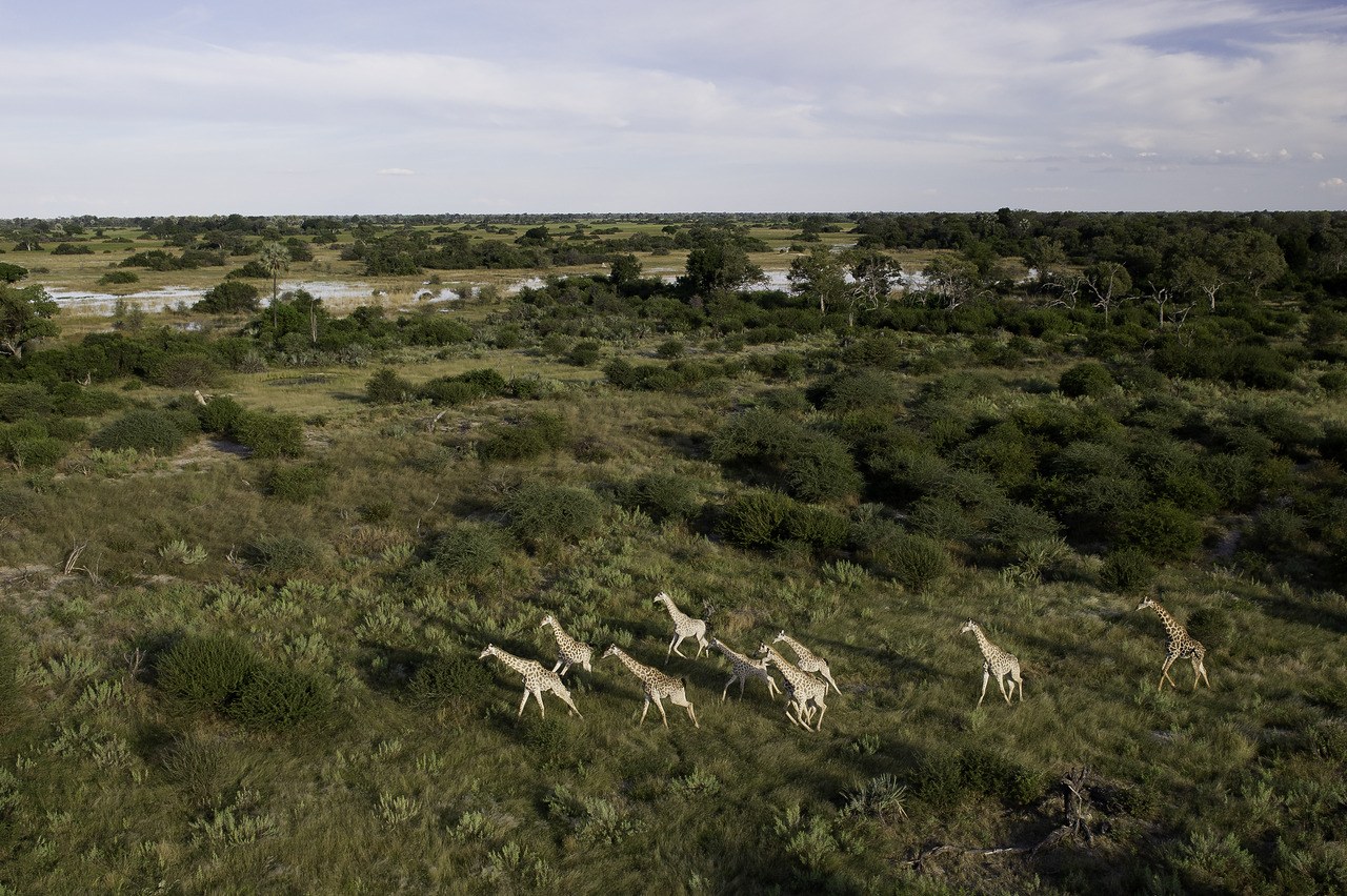 Okavango Delta Botswana