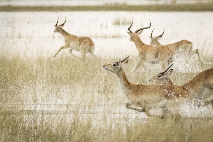 Antilopen springen durchs Okavango Delta in der Naehe des Vumbura Plains Camp