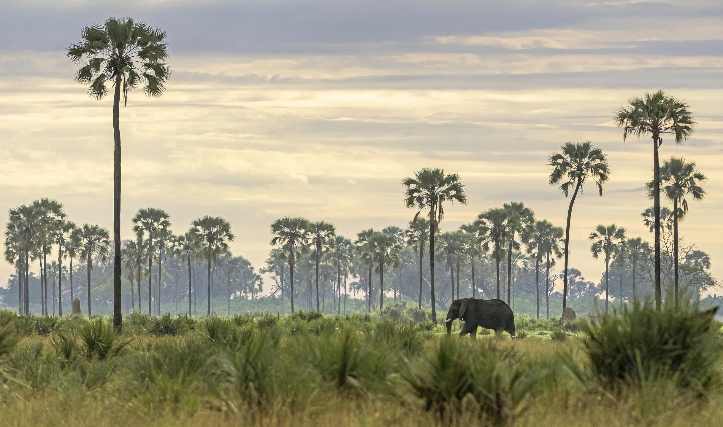 Elefant Okavango Delta Botswana