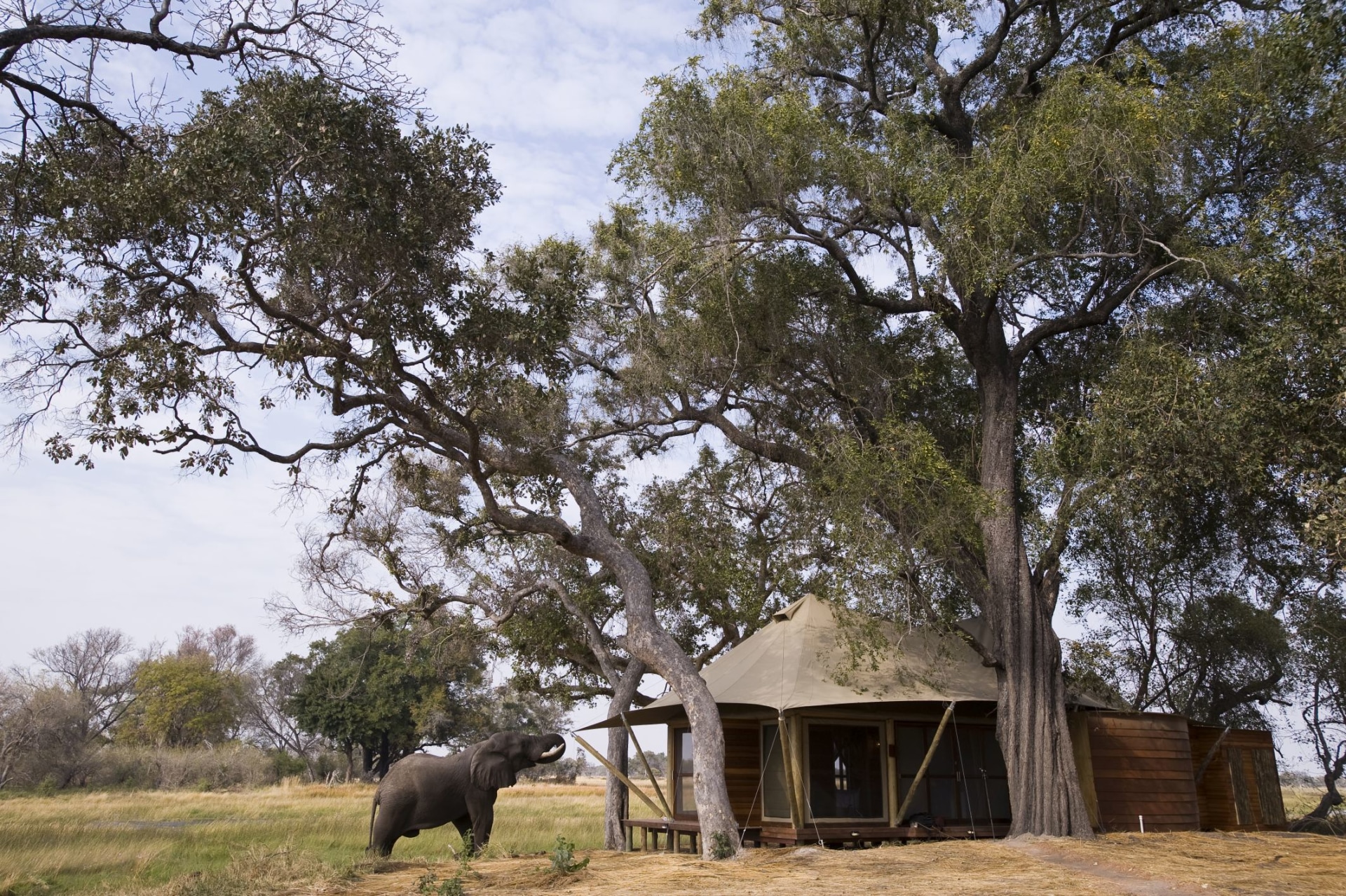 Elefant im Aussenbereich des Gaestezeltes im andBeyond Xaranna Okavango Delta Camp