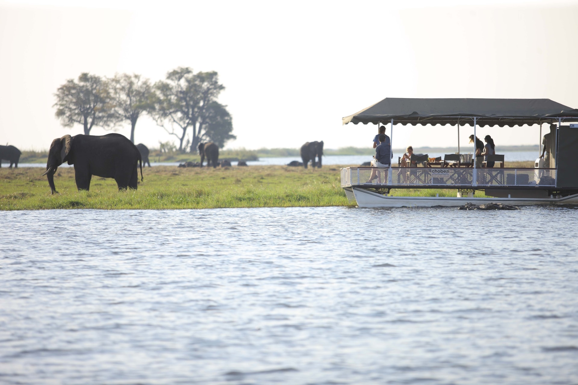 Bootsafari mit Elefantenbeobachtung nahe des andBeyond Chobe Under Canvas