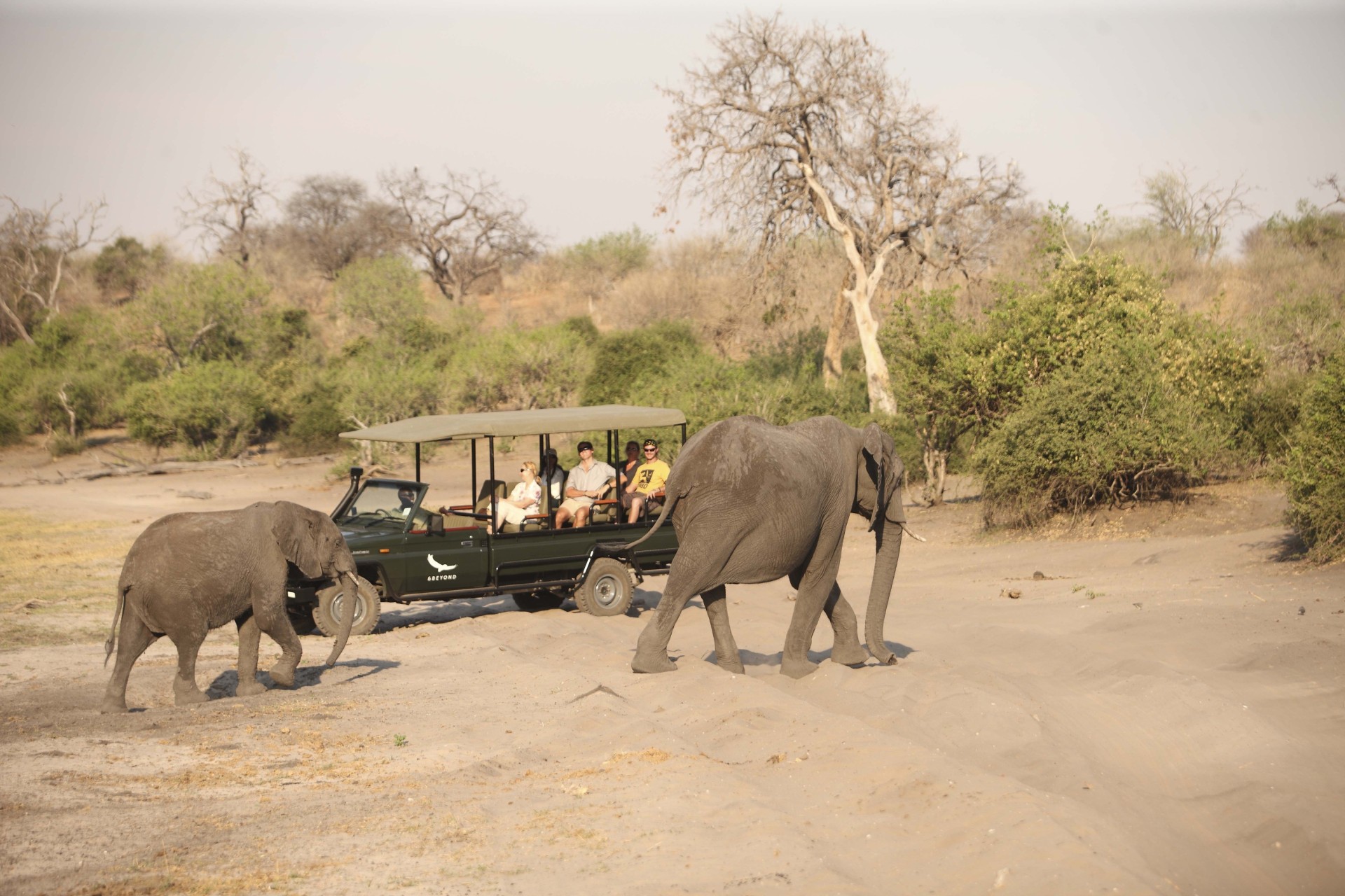 Safari mit Elefanten nahe des andBeyond Chobe Under Canvas