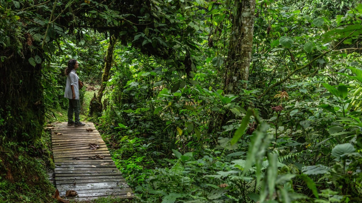 https://res.cloudinary.com/take-memories/images/f_auto%2Cdpr_auto%2Cq_auto%2Cw_1200%2Cc_fill%2Ch_675/gm/jt6fyz60r7wjgvp9gcyi/rainforest-walking-path-uganda