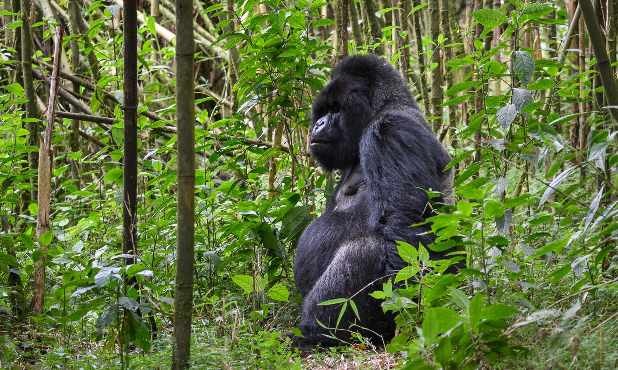 Gorilla Trekking Rwanda Travel Insights 2026