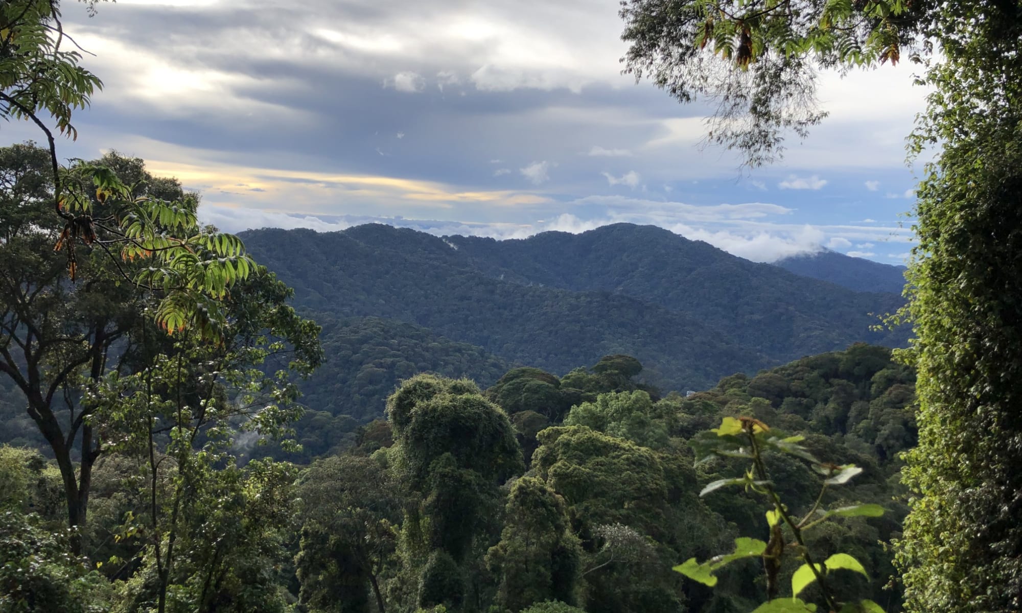 https://res.cloudinary.com/take-memories/images/f_auto%2Cdpr_auto%2Cq_auto%2Cw_2000%2Cc_fill%2Ch_1200/gm/zbkgnerdbvorn3fnd7vz/ruanda-nyungwe-nationalpark