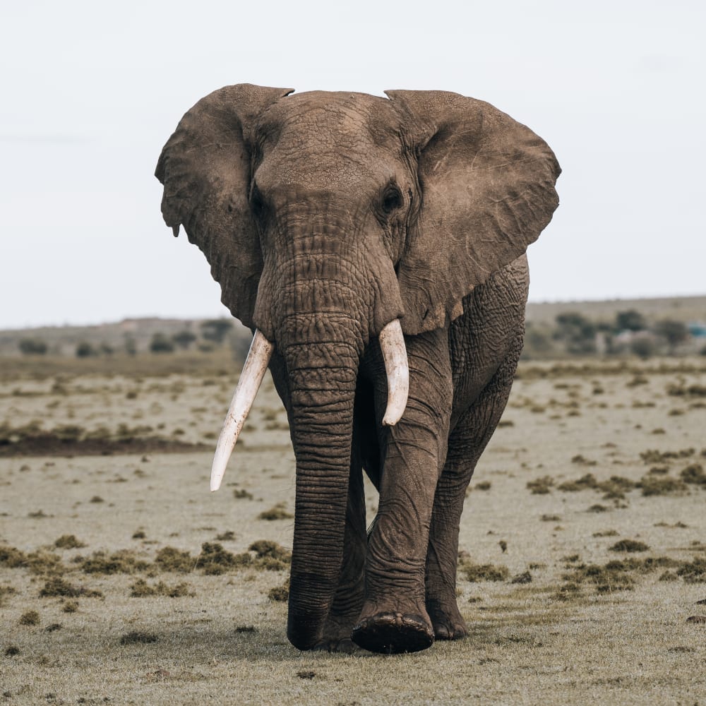 A herd of elephants crossing a river in the Serengeti.
