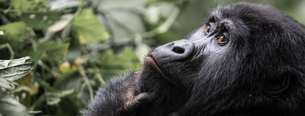 Ein nachdenklicher Gorilla, der seinen Kopf in die Hand stützt, umgeben von üppigem Grün.