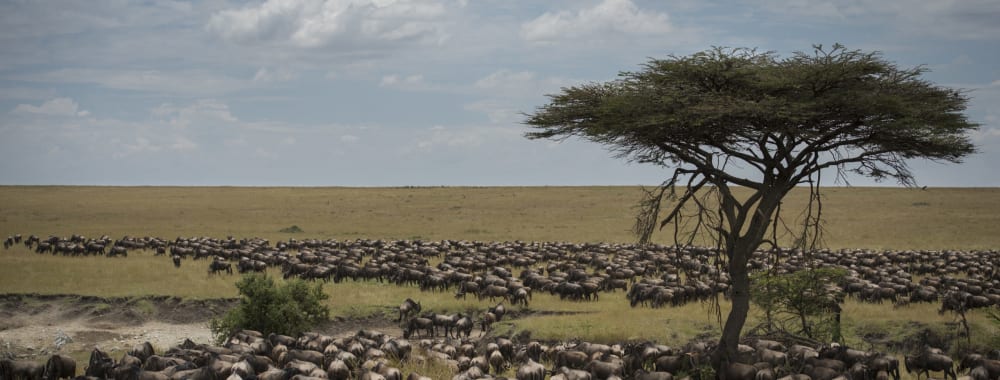 Eine weite Graslandschaft mit einer großen Herde Gnus, die über die Ebenen ziehen, unter einem bewölkten Himmel, mit einer Solitär-Akazie im Bild.