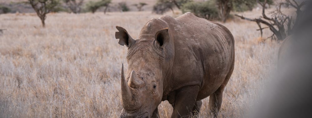 A rhinoceros walking through a dry grassland with sparse trees in the background.