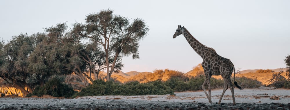 Eine Giraffe läuft in einer halbariden Landschaft mit Bäumen und Sträuchern bei Sonnenuntergang.