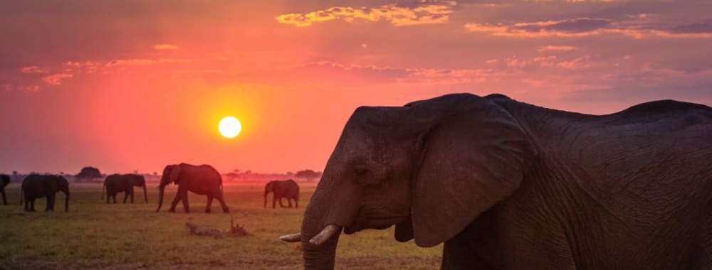 A herd of elephants, including a large adult and a baby, walking across a grassy plain at sunset in Chobe National Park, Botswana.