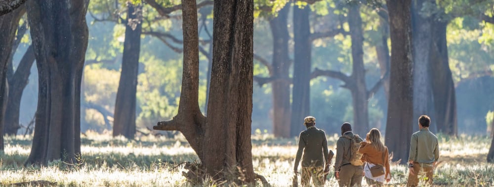Eine Gruppe von fünf Personen, die durch einen sonnendurchfluteten Wald mit hohen Bäumen und grünem Laub wandert.