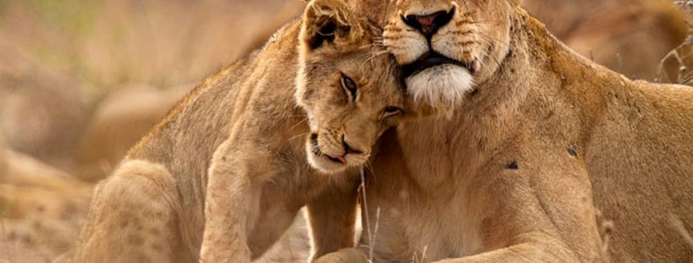 A lioness with her cub resting on the ground in a natural habitat.
