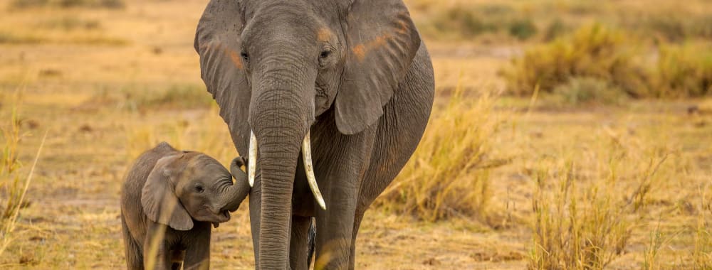 A mother elephant and her baby walking side by side in the savannah.