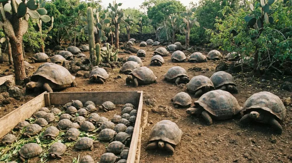 Charles Darwin Research Station in Puerto Ayora — Riesenschildkroeten verschiedener Altersstufen in der Zuchtstation auf Santa Cruz, Galapagos