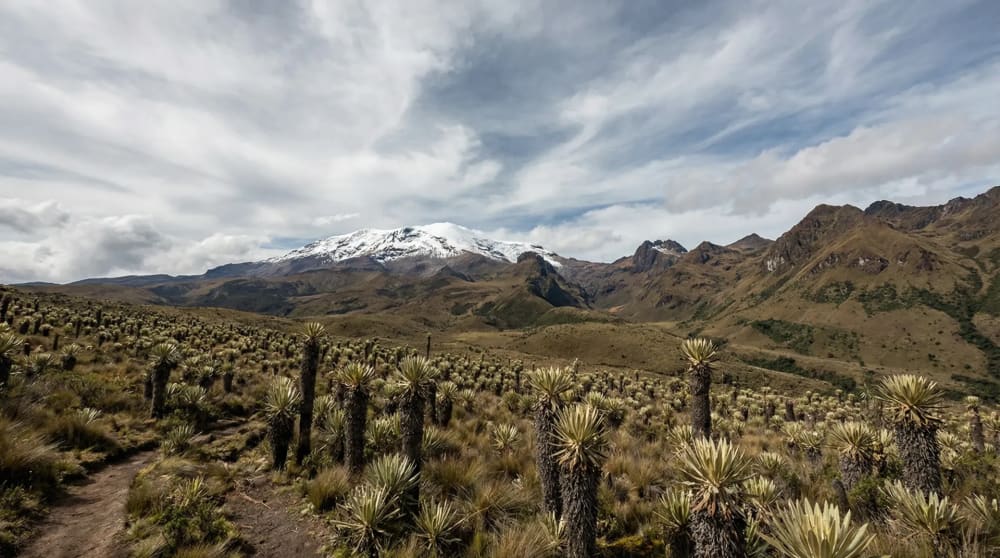 Schneebedeckter Vulkan Nevado del Ruiz mit Paramo-Vegetation und Frailejones im Vordergrund — Los Nevados Nationalpark Kolumbien