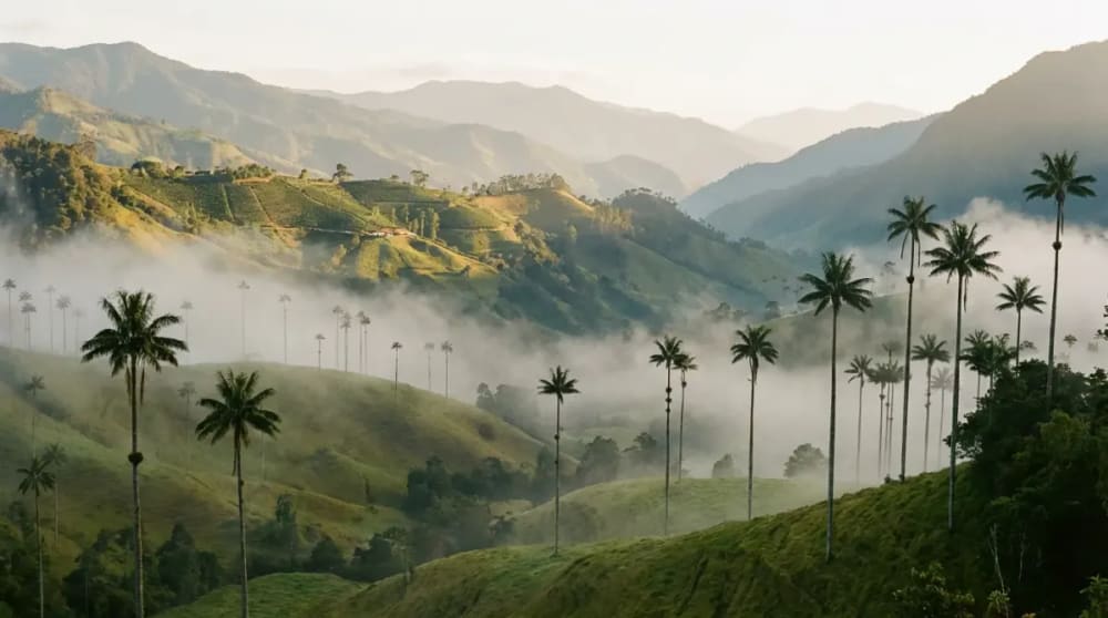 Morgennebel ueber gruenen Kaffeeplantagen mit Wachspalmen im Cocora-Tal nahe Salento in der Kaffeeregion Kolumbiens