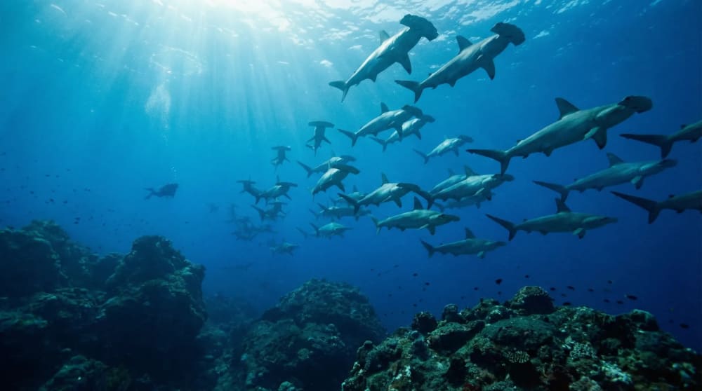 Hammerhai-Schule bei Gordon Rocks vor Santa Cruz — Taucher im Blauwasser mit Dutzenden Hammerhaien, Galapagos-Inseln