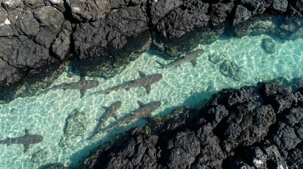 Weissspitzen-Riffhaie ruhen in der flachen tuerkisfarbenen Lava-Lagune der Tintoreras, Isabela, Galapagos-Inseln