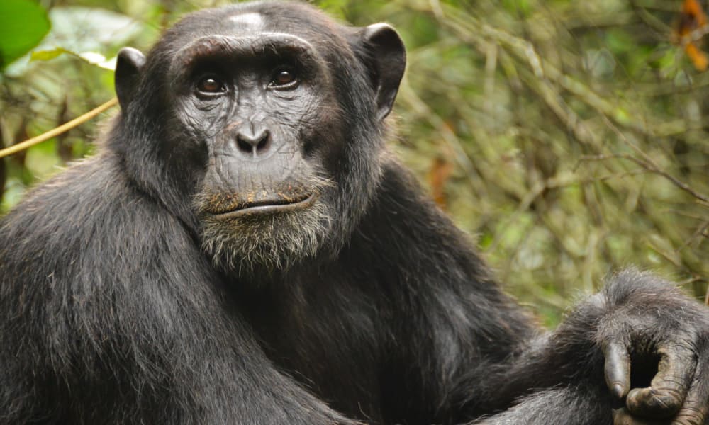 A chimpanzee resting with its arms crossed in a lush green forest.