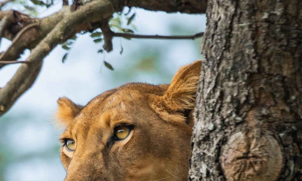 A close-up of a lion's head peeking out from behind a tree, with its eyes focused on something.