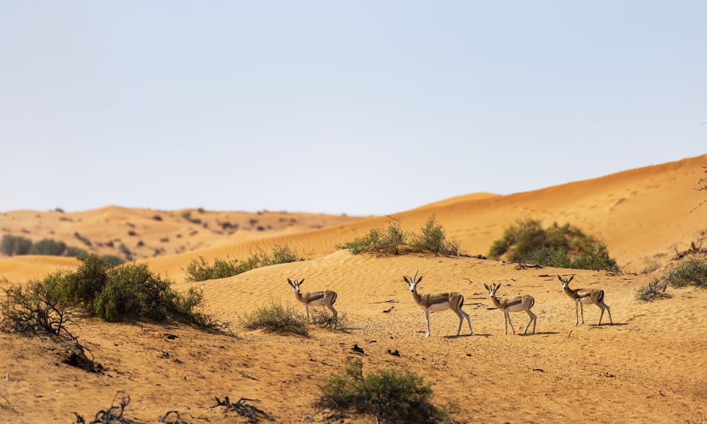 A group of four antelopes walking in a desert landscape with sand dunes and sparse vegetation.
