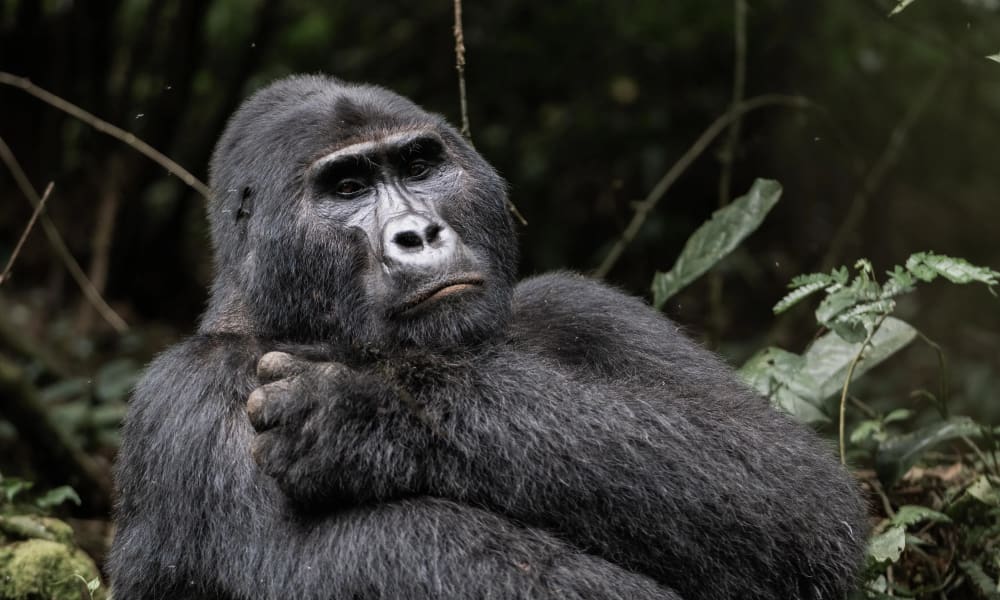 Take Memories Gorilla Uganda Ruanda Bwindi