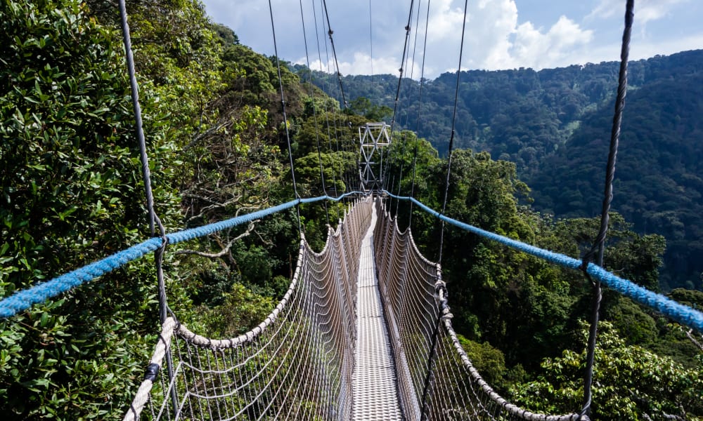 Eine Hängebrücke hoch über dem dichten Regenwald im Ruanda-Nyungwe-Nationalpark mit saftig grünen Bäumen und Bergen im Hintergrund.
