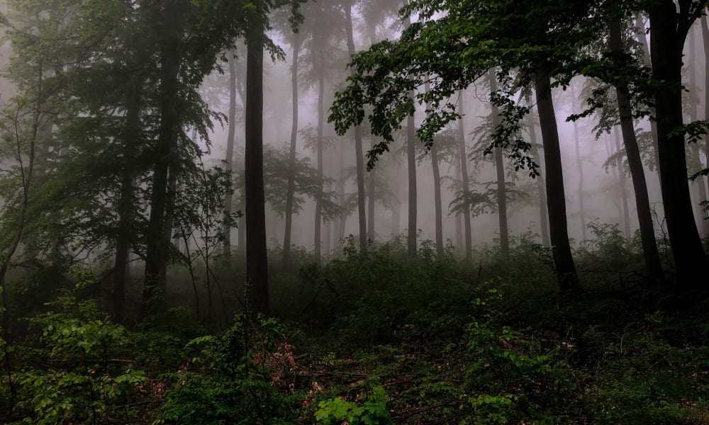 A foggy, dense forest with tall trees and lush green foliage.