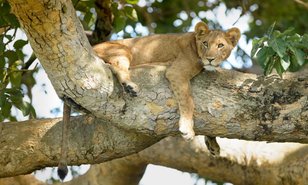 A young lion cub resting on a tree branch in Uganda's Queen Elizabeth National Park.