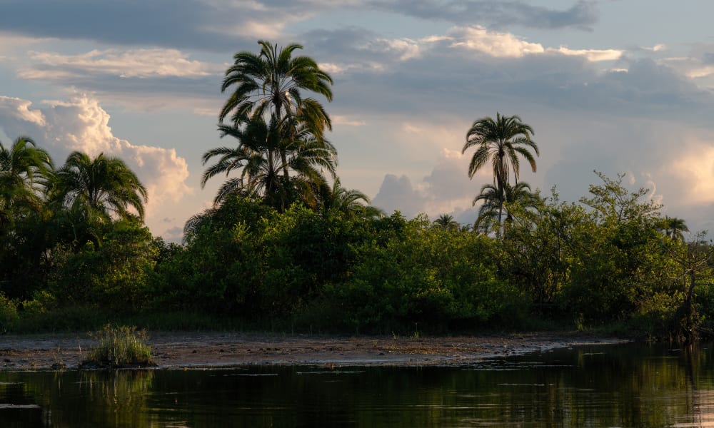 Eine Flussszene mit üppigen grünen Büschen und hohen Palmen unter einem bewölkten Himmel.