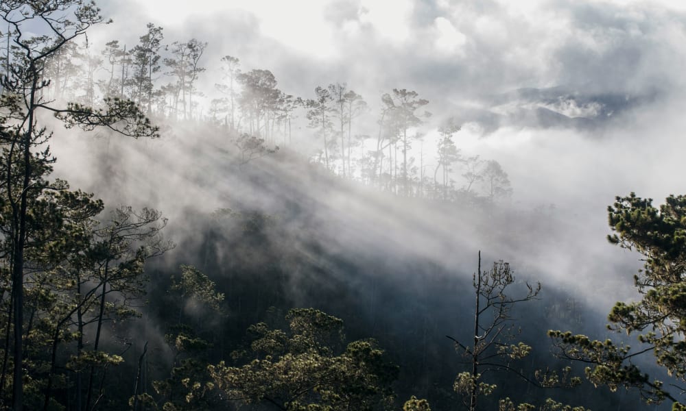 Sunbeams penetrate through fog over the dense rainforest, with tall trees and misty atmosphere.
