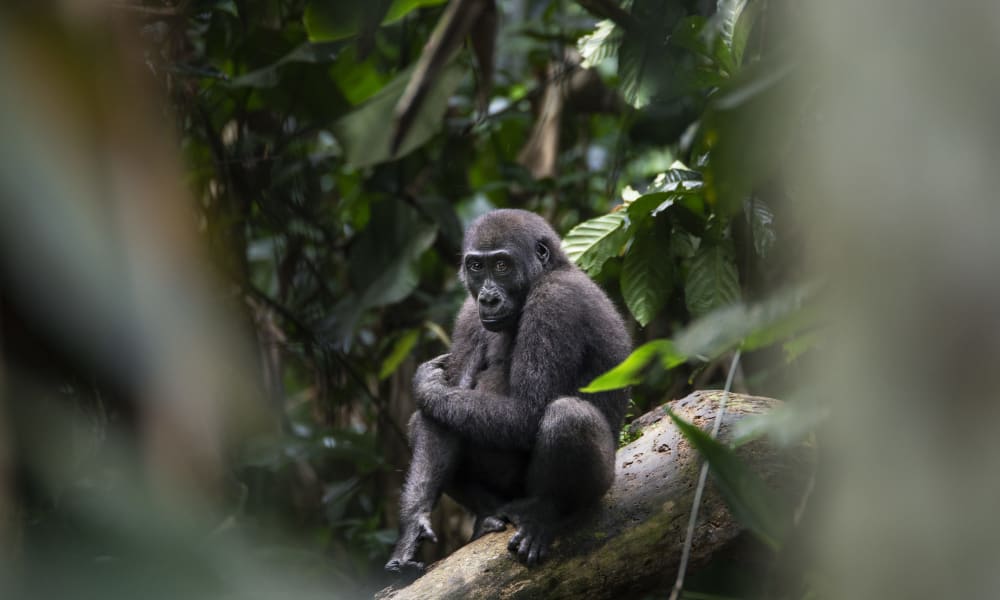 Flachlandgorilla sitzt schuechternd auf einem Baumstamm