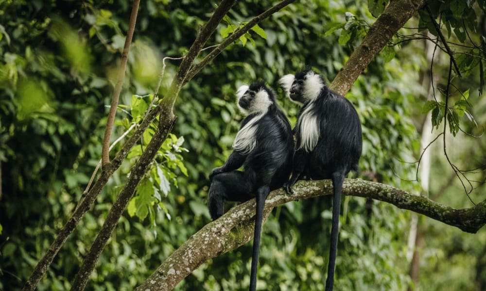 Colobus Affen sitzen auf einem Ast im Wald