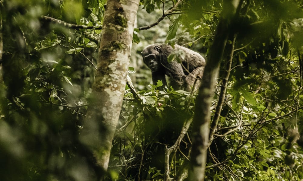 Ein Schimpanse sitzt im dichten grünen Laubwald in Nyungwe.