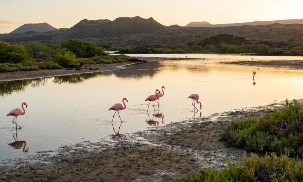 Flamingos waten in einer flachen Lagune auf Floreana, Galapagos, mit Bergen und Büschen im Hintergrund unter einem sanften Abendhimmel.