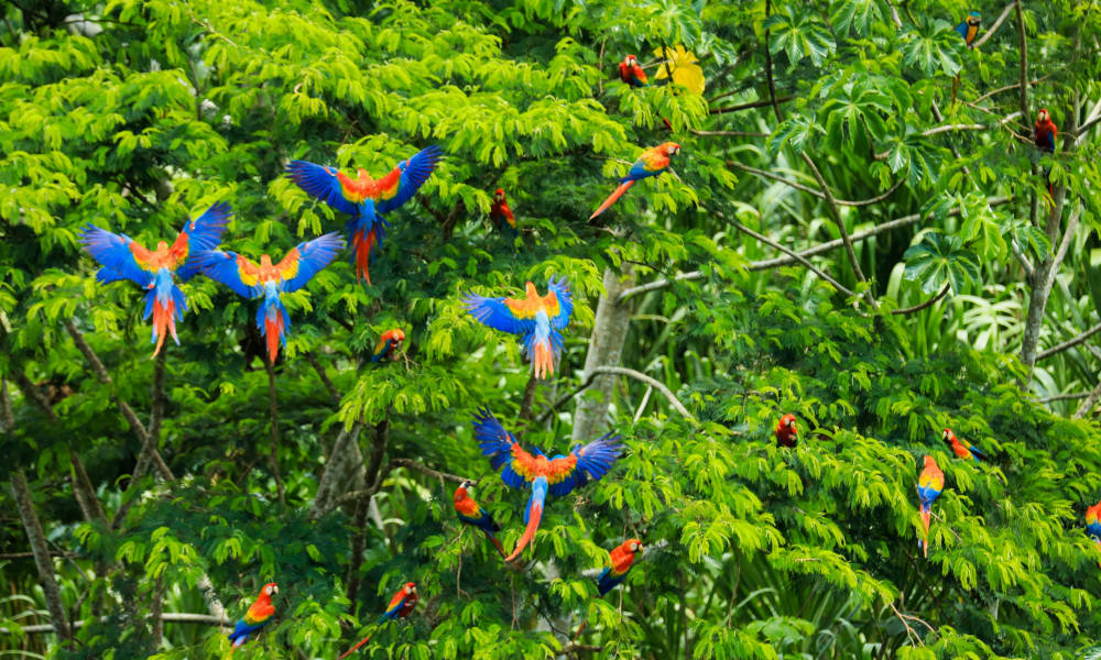 Several colorful macaws fly and perch in a dense, green tree in the Amazon region of Peru.