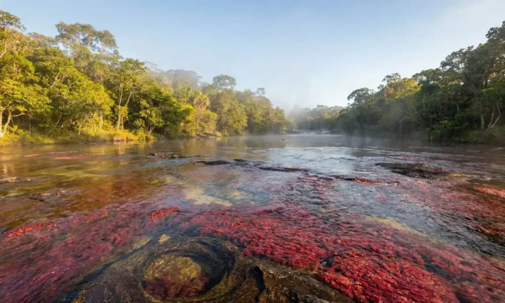 Caño Cristales Kolumbien — leuchtend rote Macarenia clavigera im kristallklaren Flusswasser der Serranía de la Macarena