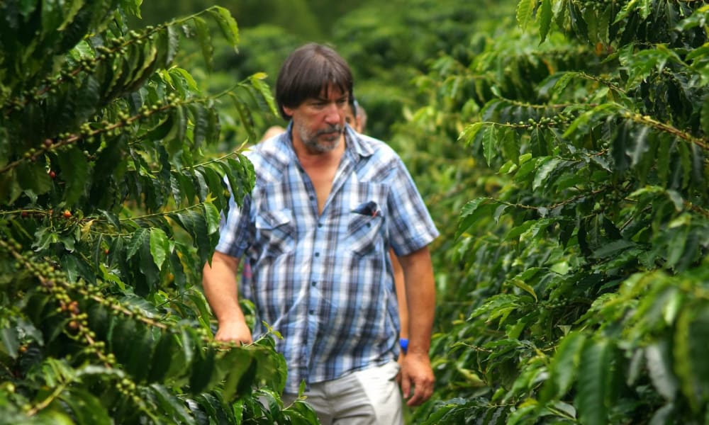 A man walking through a lush coffee plantation, inspecting coffee plants.