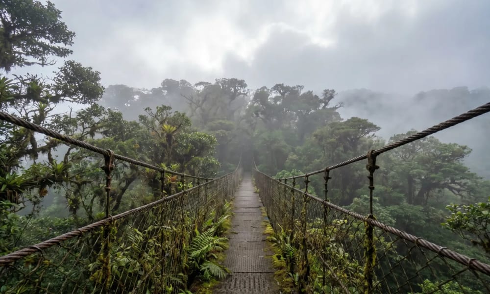 Hängebrücke im Nebelwald von Monteverde zwischen moosbewachsenen Baumriesen im mystischen Morgennebel