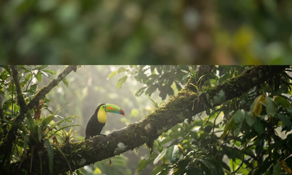 Bunter Tukan im Nebelwald Kolumbiens — Vogelbeobachtung im vogelreichsten Land der Welt