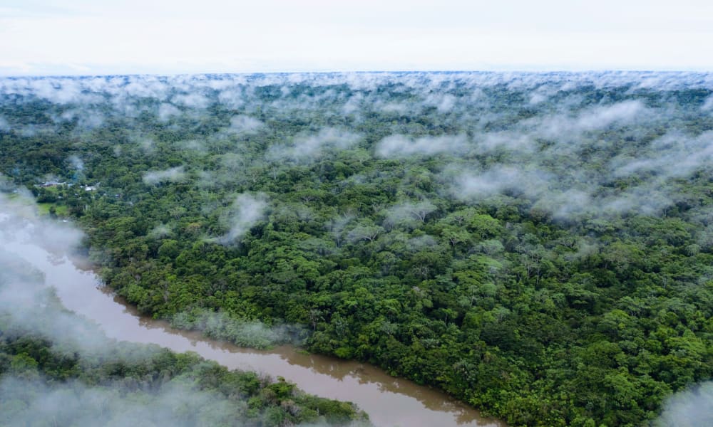 Aerial view of a lush rainforest with a winding brown river cutting through the dense green canopy, surrounded by misty clouds above the trees.