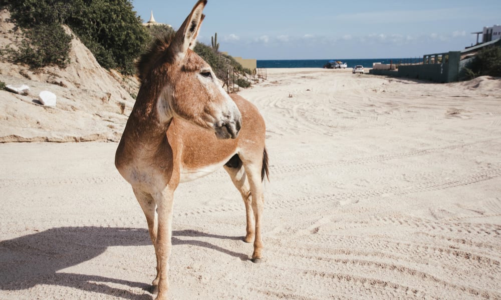 Brauner Esel, der auf einem Sandweg in der Nähe von Baja California, Mexiko steht, mit sichtbarem Ozean im Hintergrund.
