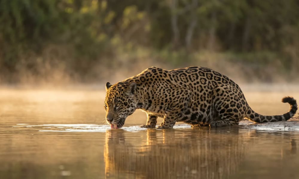 Jaguar am Flussufer des Rio Cuiabá im Nord-Pantanal Brasilien im goldenen Abendlicht