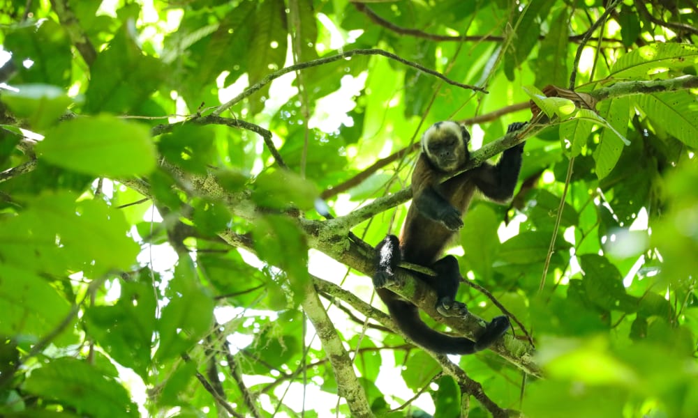 A small monkey hanging from a tree branch in a dense, green jungle environment, surrounded by vibrant leaves.