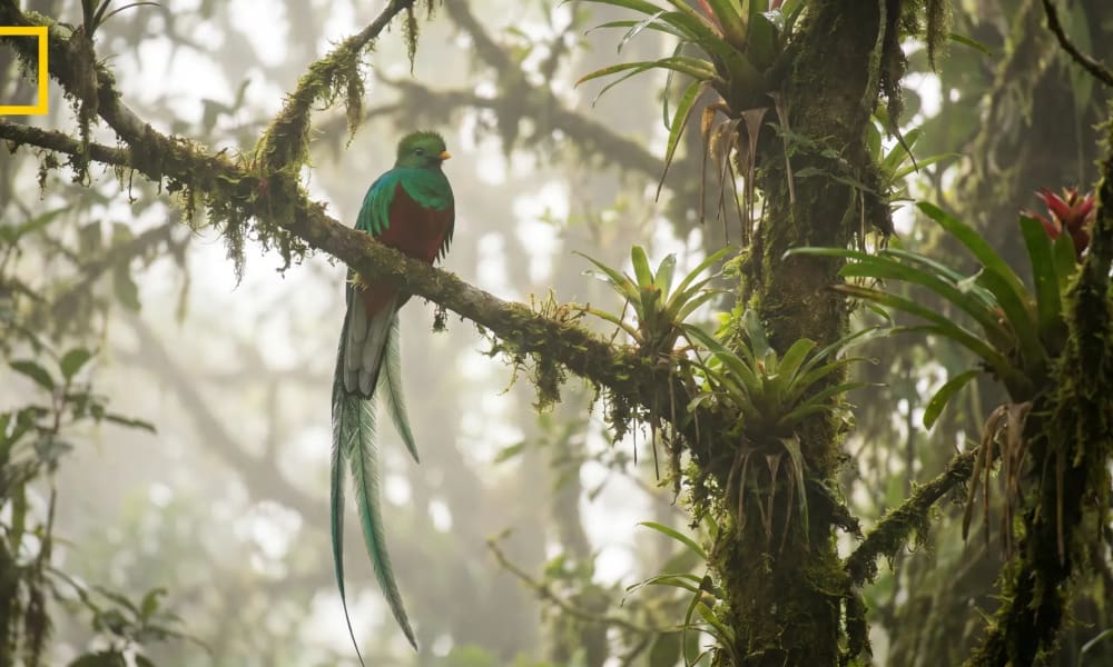 Ein farbenprächtiger Quetzalvogel sitzt auf einem moosbedeckten Ast in einem nebligen tropischen Wald.