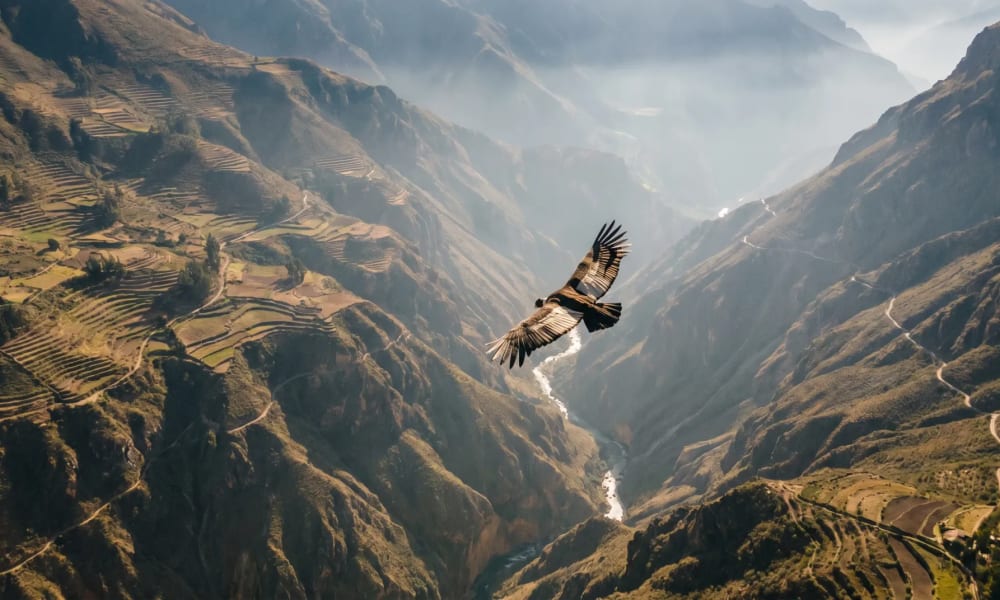 Panorama des Colca Canyon in Peru mit fliegendem Andenkondor über der weiten Schlucht