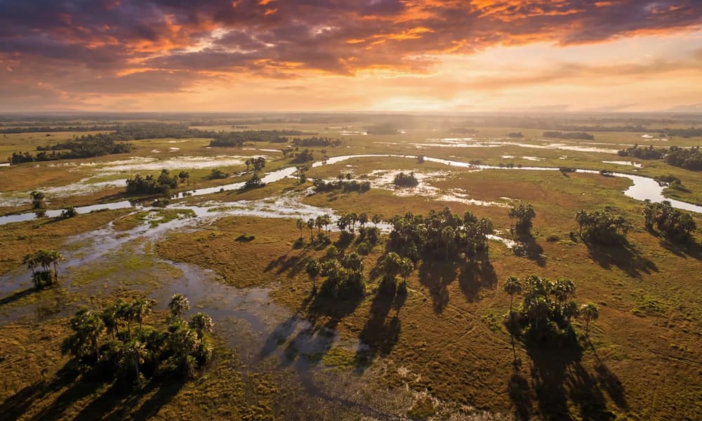 Panoramablick ueber die gruene Weite des Pantanal mit Wasserlaeufen und vereinzelten Palmen bei goldenem Abendlicht — beste Reisezeit Brasilien