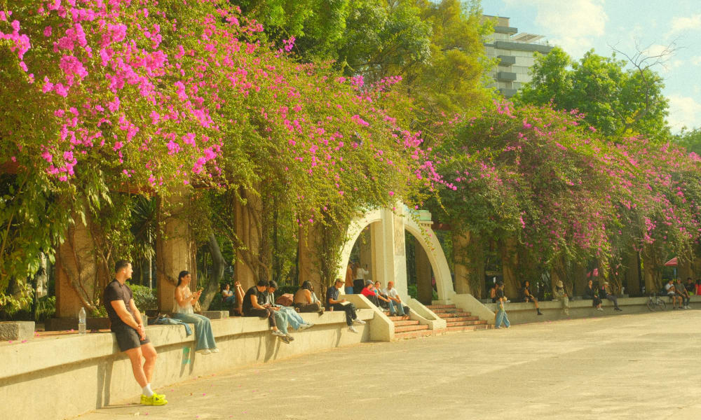 Menschen sitzen und entspannen sich an einer niedrigen Mauer unter üppigen Bougainvillea-Ranken mit lebhaften pinkfarbenen Blüten in einem Stadtpark in Mexiko-Stadt.